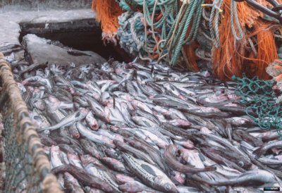 Комитет рыбного хозяйства ДВОПП  о проблемах рыбодобывающей отрасли